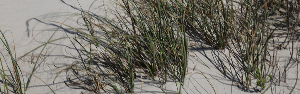 A close up of some grass on the beach